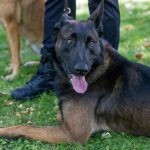 La campaña de ADN canino permite identificar a los primeros propietarios que no recogieron los excrementos de sus mascotas