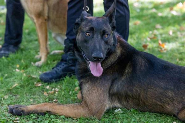 La campaña de ADN canino permite identificar a los primeros propietarios que no recogieron los excrementos de sus mascotas